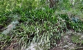 Microsorum punctatum #F03.jpg