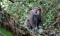 Monkey #J10.jpg