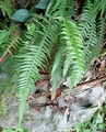 Phegopteris decursivepinnata #F02.jpg