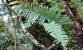 Polypodium formosanum ! #J02.jpg