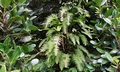 Polypodium formosanum #B01.jpg