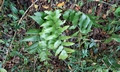 Polystichum devexiscapulae #M 01.jpg