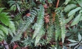 Polystichum formosanum #G05.jpg