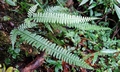 Polystichum hancockii ! #J01.jpg