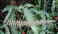 Polystichum hancockii ! #J02.jpg