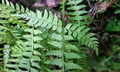 Polystichum hancockii #H02.jpg