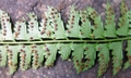 Polystichum hancockii #H03.jpg