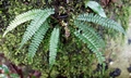 Polystichum hancockii #P01.jpg