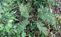 Polystichum parvipinnulum #H03.jpg