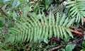 Polystichum parvipinnulum #H04.jpg