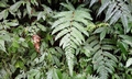 Polystichum scariosum #P01.jpg