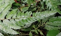 Polystichum scariosum #P02.jpg