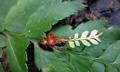 Polystichum scariosum #P10.jpg