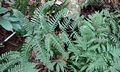 Pteris amoena (=tokioi) #P01.jpg