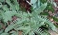 Pteris amoena (=tokioi) #P02.jpg