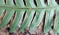 Pteris amoena (=tokioi) #P03.jpg