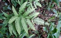 Pteris biaurita #M 01.jpg