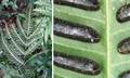 Pteris biaurita #M 02.jpg