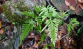 Pteris dispar #E01.jpg