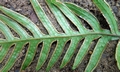 Pteris dispar #H03.jpg