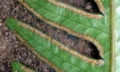 Pteris dispar #H04.jpg