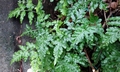 Pteris ensiformis #R04.jpg