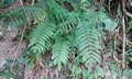 Pteris longipes #M 01.jpg