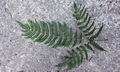 Pteris longipes #M 02.jpg