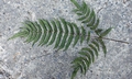 Pteris longipes #M 03.jpg