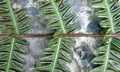 Pteris longipes #M 04.jpg