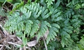 Pteris semipinnata #R01.jpg