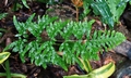 Pteris semipinnata #T01.jpg
