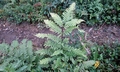 Pteris tokioi #J01.jpg