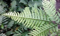 Pteris tokioi #J02.jpg