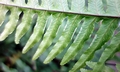 Pteris tokioi #J03.jpg