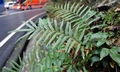 Pteris vittata #E01.jpg