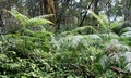 Pteris wallichiana ! #P01.jpg