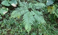 Pteris wallichiana #M 01.jpg