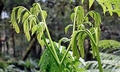 Pteris wallichiana #P03.jpg