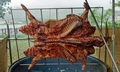 Roast pig #S02.jpg
