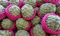 Sugar Apples #L02.jpg