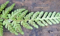 Thelypteris angustifrons $ #H02.jpg