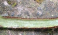 Vittaria anguste-elongata #S04.jpg