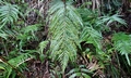 Woodwardia prolifera ! #E07.jpg