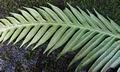 Woodwardia prolifera #B02.jpg