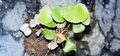 Adiantum reniforme #125.jpg