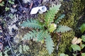 Asplenium aureum #083.jpg