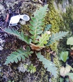 Asplenium aureum #084.jpg