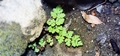 Cheilanthes maderensis #148.jpg