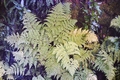 Dryopteris guanchica #024.jpg
